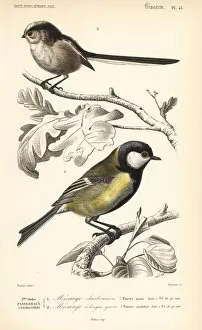 Caudatus Gallery: Great tit, Parus major, and long-tailed tit