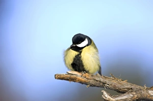Great Tit - ruffles up its plumage in freezing Great Tit - ruffles up its plumage in freezing