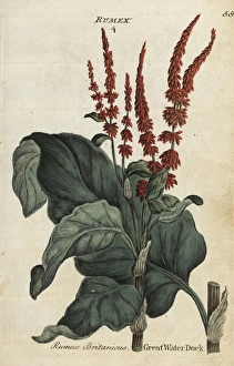 Great water dock, Rumex hydrolapathum Great water dock, Rumex hydrolapathum