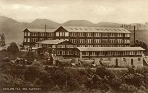 Processing Gallery: Great Western Tea Factory, Ceylon (Sri Lanka)