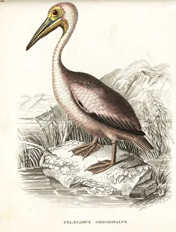 Great white pelican, Pelecanus onocrotalus Great white pelican, Pelecanus onocrotalus