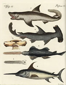 Great white shark, hammerhead, sawfish and swordfish Great white shark, hammerhead, sawfish and swordfish