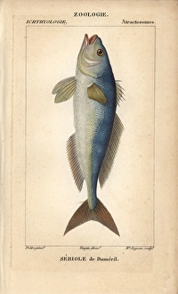 Greater amberjack, Seriola dumerili Greater amberjack, Seriola dumerili