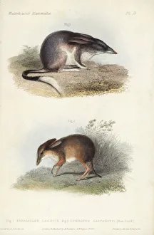 Greater bilby and pig-footed bandicoot (extinct) Greater bilby and pig-footed bandicoot (extinct)