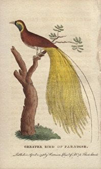 Greater bird of paradise, Paridisaea apoda Greater bird of paradise, Paridisaea apoda