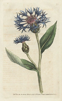 Greater blue bottle or perennial cornflower Greater blue bottle or perennial cornflower