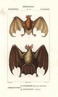 Phyllostomidae Gallery: 