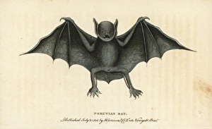 Greater bulldog bat, Noctilio leporinus Greater bulldog bat, Noctilio leporinus