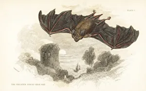 Greater horseshoe bat, Rhinolophus ferrumequinum Greater horseshoe bat, Rhinolophus ferrumequinum