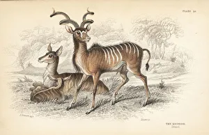Greater kudu, Tragelaphus strepsiceros Greater kudu, Tragelaphus strepsiceros