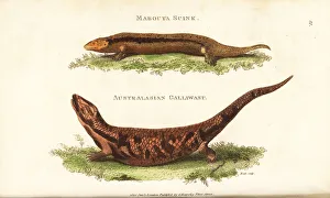Greater Martinique skink, Mabuya mabouya (mabouya skink, Lacerta mabouya) and extinct galliwasp, Celestus occiduus (Australasian galliwasp, Lacerta occidua). Handcoloured copperplate engraving by Heath after an illustration by George Shaw from General Zoology: Amphibia, G. Kearsley, London, 1802. Date: Greater Martinique skink and extinct galliwasp