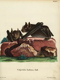 Greater spear-nosed bat, Phyllostomus hastatus Greater spear-nosed bat, Phyllostomus hastatus