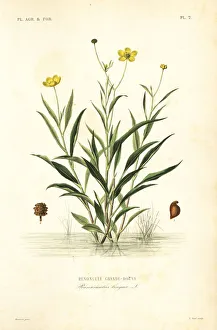 Greater spearwort, Ranunculus lingua Greater spearwort, Ranunculus lingua