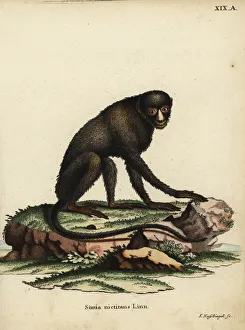Greater spot-nosed monkey or putty-nosed monkey Greater spot-nosed monkey or putty-nosed monkey