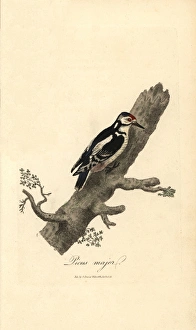 Greater spotted woodpecker, Picus major, Dendrocopos major Greater spotted woodpecker, Picus major, Dendrocopos major