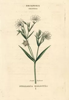 Holostea Gallery: Greater stitchwort, Stellaria holostea