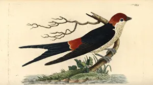 Greater striped swallow, Hirundo cucullata Greater striped swallow, Hirundo cucullata