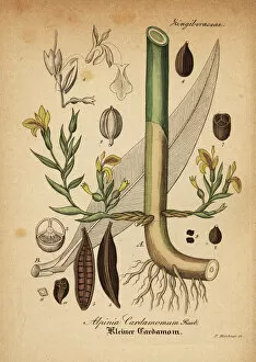 Mediinisch Pharmaceutischer Gallery: Green cardamom, Elettaria cardamomum