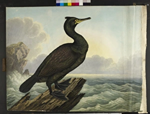 The green cormorant Shag Phalacrocorax aristotelis The green cormorant Shag Phalacrocorax aristotelis