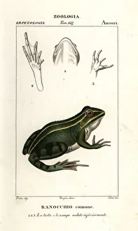 Green frog, Pelophylax kl. esculentus Green frog, Pelophylax kl. esculentus