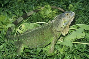 Green IGUANA - side view, amongst green foliage Green IGUANA - side view, amongst green foliage