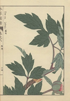 Green leaves, branches, and peony bud with Green leaves, branches, and peony bud with