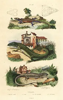 Green lizard, wall lizard and viviparous lizard Green lizard, wall lizard and viviparous lizard