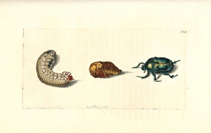 Green rose chafer or goldsmith beetle, Cetonia aurata Green rose chafer or goldsmith beetle, Cetonia aurata