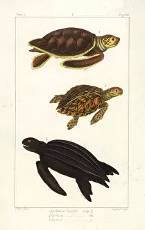 Green sea turtle, loggerhead and leatherback turtles