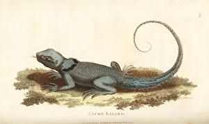 Green thornytail iguana, Uracentron azureum Green thornytail iguana, Uracentron azureum