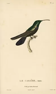 Green-throated carib, Eulampis holosericeus. Male adult