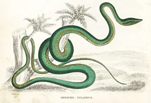 Green vine snake or flatbread snake, Oxybelis fulgidus Green vine snake or flatbread snake, Oxybelis fulgidus