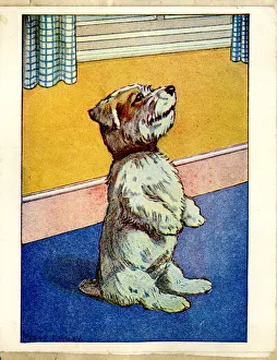 Greetings card, Terrier dog sitting up and begging Greetings card, Terrier dog sitting up and begging