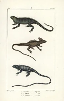 Gren iguana, plumed basilisk and green forest lizard Gren iguana, plumed basilisk and green forest lizard