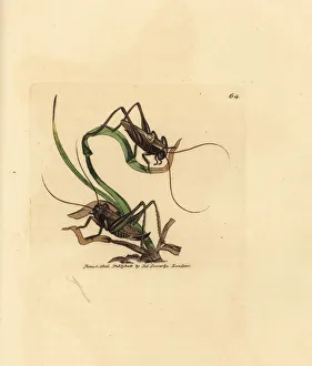 Grey bush cricket, Platycleis grisea Grey bush cricket, Platycleis grisea