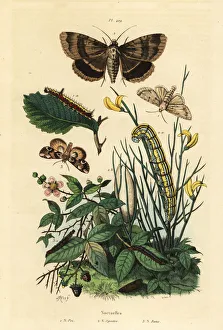 Fries Gallery: Grey dagger, Apopestes spectrum and peach blossom moths
