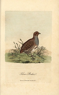 Grey or English partridge, Tetrao perdix, Perdix perdix Grey or English partridge, Tetrao perdix, Perdix perdix