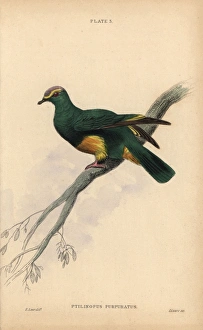 Grey-green fruit dove, Ptilinopus purpuratus Grey-green fruit dove, Ptilinopus purpuratus