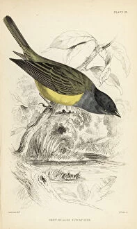 Flycatcher Gallery: Grey-headed canary-flycatcher, Culicicapa ceylonensis