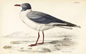 Grey-headed gull (African), Chroicocephalus Grey-headed gull (African), Chroicocephalus