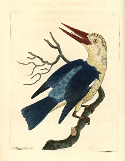 Grey-headed kingfisher, Halcyon leucocephala Grey-headed kingfisher, Halcyon leucocephala