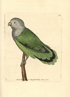 Grey-headed lovebird, Agapornis canus canus Grey-headed lovebird, Agapornis canus canus