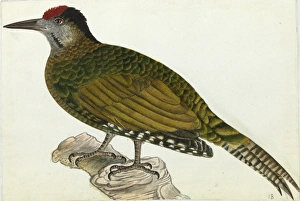 Grey-headed Woodpecker, Picus canus Grey-headed Woodpecker, Picus canus