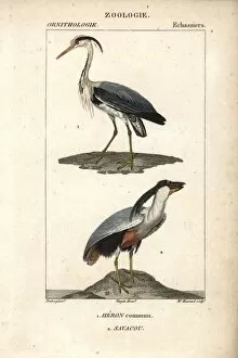Grey heron, Ardea cinerea, and boat-billed