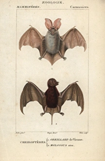Grey long-eared bat, Plecotus austriacus Grey long-eared bat, Plecotus austriacus