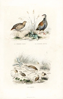 Grey partridge, red-legged partridge and quail Grey partridge, red-legged partridge and quail