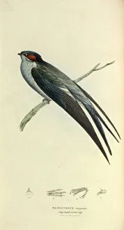 Apodiformes Gallery: Grey-rumped Tree Swift