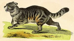 Critter Gallery: Grey Wild Cat Date: 1880