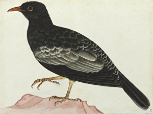 Grey-winged blackbird, Turdus boulboul Grey-winged blackbird, Turdus boulboul