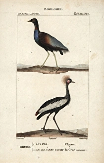 Grey-winged trumpeter, Psophia crepitans Grey-winged trumpeter, Psophia crepitans